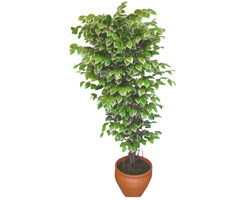 Ficus zel Starlight 1,75 cm   Samsun nternetten iek siparii 