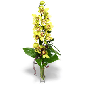  Samsun iek siparii vermek  cam vazo ierisinde tek dal canli orkide