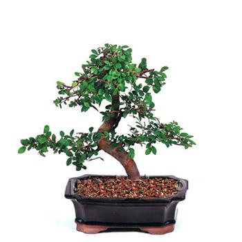 ithal bonsai saksi iegi  Samsun online ieki , iek siparii 