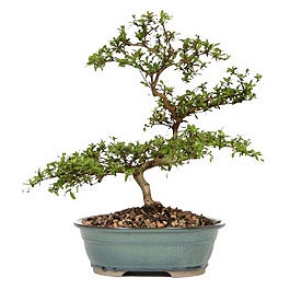  Samsun iek siparii vermek  ithal bonsai saksi iegi  Samsun online iek gnderme sipari 