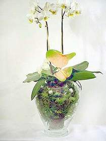  Samsun 14 ubat sevgililer gn iek  Cam yada mika vazoda zel orkideler