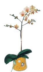  Samsun iek yolla , iek gnder , ieki   Phalaenopsis Orkide ithal kalite