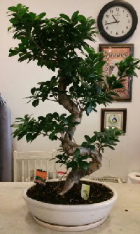 100 cm yksekliinde dev bonsai japon aac  Samsun iek siparii vermek 