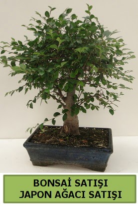 Minyatr bonsai japon aac sat  Samsun online iek gnderme sipari 
