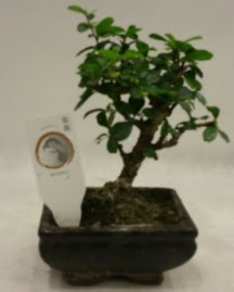 Kk minyatr bonsai japon aac  Samsun cicekciler , cicek siparisi 