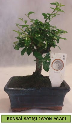 Minyatr bonsai aac sat  Samsun cicekciler , cicek siparisi 