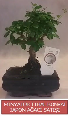 Kk grsel bonsai japon aac bitkisi  Samsun anneler gn iek yolla 