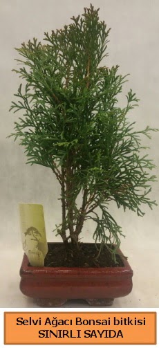 Selvi aac bonsai japon aac bitkisi  Samsun 14 ubat sevgililer gn iek 