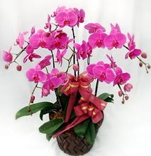 Sepet ierisinde 5 dall lila orkide  Samsun hediye sevgilime hediye iek 