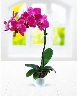 Tek dall mor orkide  Samsun 14 ubat sevgililer gn iek 