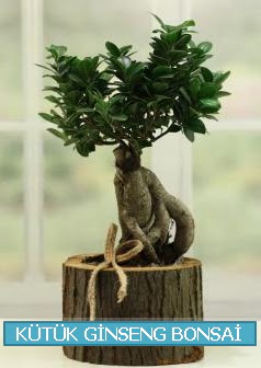 Ktk aa ierisinde ginseng bonsai  Samsun online iek gnderme sipari 