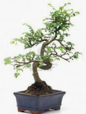 S gvde bonsai minyatr aa japon aac  Samsun 14 ubat sevgililer gn iek 