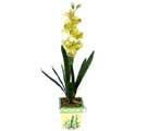 zel Yapay Orkide Sari  Samsun internetten iek siparii 