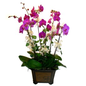  Samsun nternetten iek siparii  4 adet orkide iegi