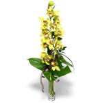  Samsun iek siparii vermek  cam vazo ierisinde tek dal canli orkide