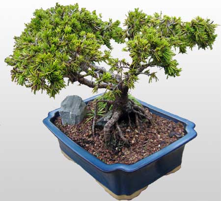 ithal bonsai saksi iegi  Samsun iek servisi , ieki adresleri 