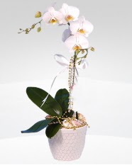 1 dall orkide saks iei  Samsun iekiler 