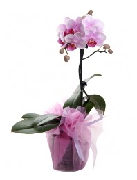 1 dal pembe orkide saks iei  Samsun ieki maazas 
