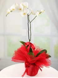 1 dal beyaz orkide saks iei  Samsun internetten iek sat 
