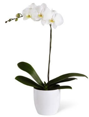 1 dall beyaz orkide  Samsun iek gnderme 