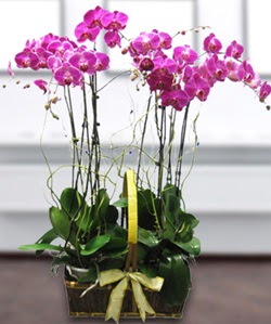 4 dall mor orkide  Samsun iek siparii sitesi 