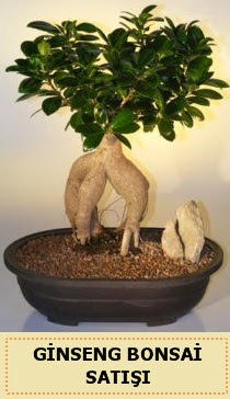thal Ginseng bonsai sat japon aac  Samsun iek maazas , ieki adresleri 