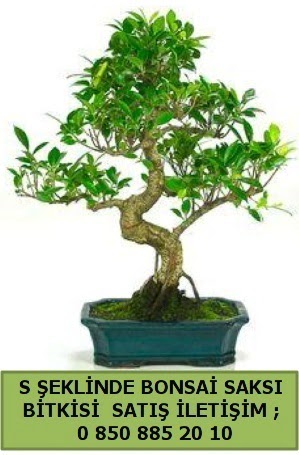 thal S eklinde dal erilii bonsai sat  Samsun cicekciler , cicek siparisi 