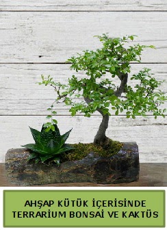 Ahap ktk bonsai kakts teraryum  Samsun yurtii ve yurtd iek siparii 