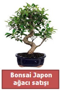 Japon aac bonsai sat  Samsun iek maazas , ieki adresleri 