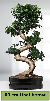 80 cm zel saksda bonsai bitkisi  Samsun uluslararas iek gnderme 