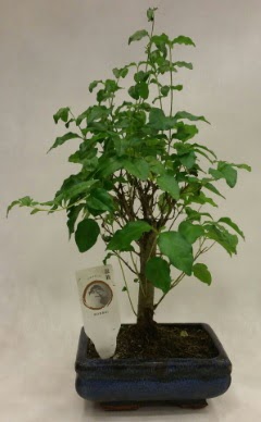 Minyatr bonsai japon aac sat  Samsun uluslararas iek gnderme 