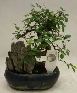 thal 1.ci kalite bonsai japon aac  Samsun 14 ubat sevgililer gn iek 