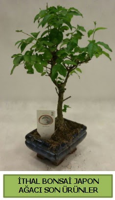 thal bonsai japon aac bitkisi  Samsun iek sat 