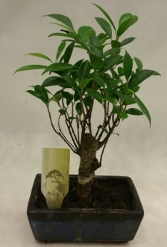 Japon aac bonsai bitkisi sat  Samsun uluslararas iek gnderme 