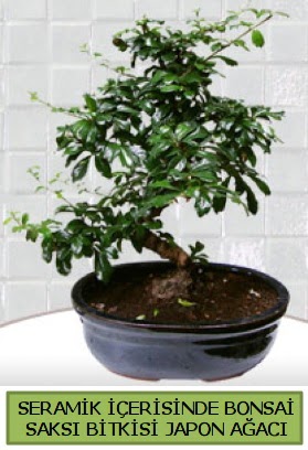 Seramik vazoda bonsai japon aac bitkisi  Samsun iek maazas , ieki adresleri 