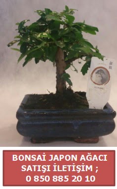 Japon aac minyar bonsai sat  Samsun 14 ubat sevgililer gn iek 