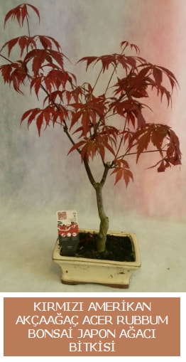 Amerikan akaaa Acer Rubrum bonsai  Samsun iek yolla 