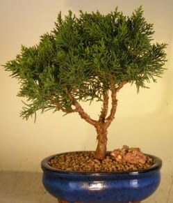 Servi am bonsai japon aac bitkisi  Samsun cicek , cicekci 