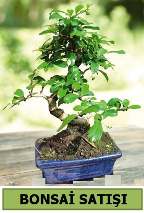 am bonsai japon aac sat  Samsun 14 ubat sevgililer gn iek 