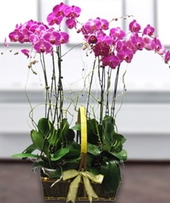 7 dall mor lila orkide  Samsun online iek gnderme sipari 