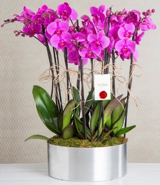 11 dall mor orkide metal vazoda  Samsun online iek gnderme sipari 