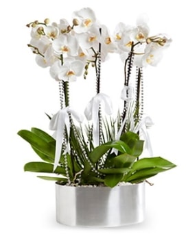 Be dall metal saksda beyaz orkide  Samsun cicek , cicekci 
