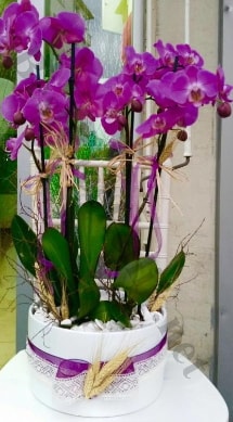 Seramik vazoda 4 dall mor lila orkide  Samsun iek yolla , iek gnder , ieki  
