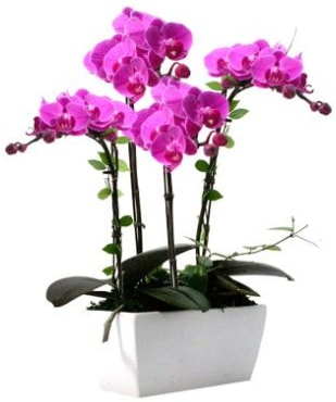 Seramik vazo ierisinde 4 dall mor orkide  Samsun 14 ubat sevgililer gn iek 