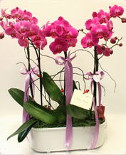 Beyaz seramik ierisinde 4 dall orkide  Samsun hediye sevgilime hediye iek 