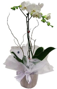 Tek dall beyaz orkide  Samsun nternetten iek siparii 