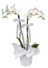 2 dall beyaz orkide  Samsun iek siparii sitesi 
