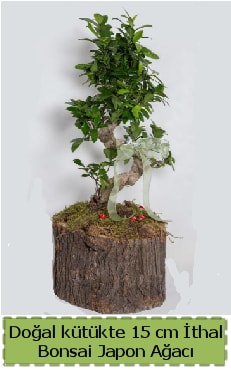 Doal ktkte thal bonsai japon aac  Samsun cicekciler , cicek siparisi 