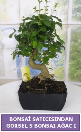 S dal erilii bonsai japon aac  Samsun 14 ubat sevgililer gn iek 