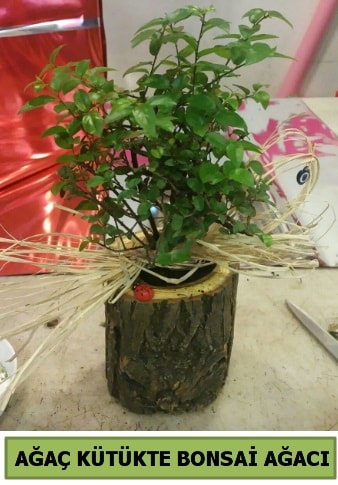 Doal aa ktk ierisinde bonsai aac  Samsun online iek gnderme sipari 